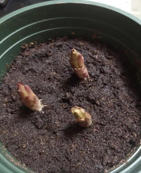 立冬时节适合养哪些球根花