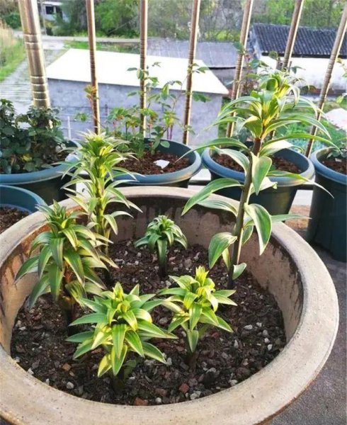立冬时节适合养哪些球根花