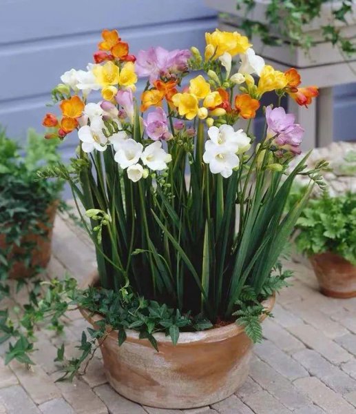 立冬时节适合养哪些球根花