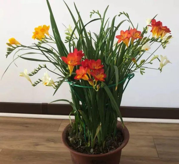 立冬时节适合养哪些球根花