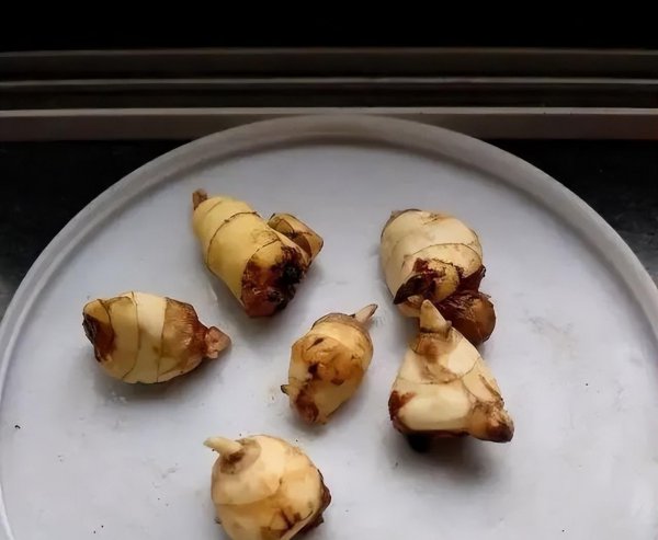 立冬时节适合养哪些球根花