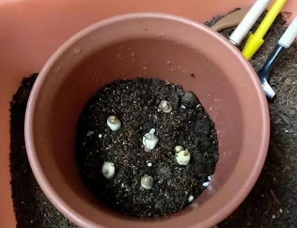 立冬时节适合养哪些球根花