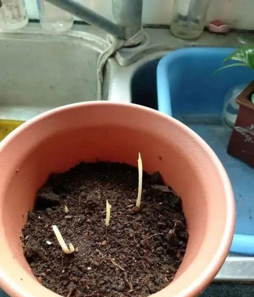 立冬时节适合养哪些球根花