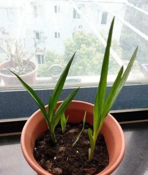 立冬时节适合养哪些球根花
