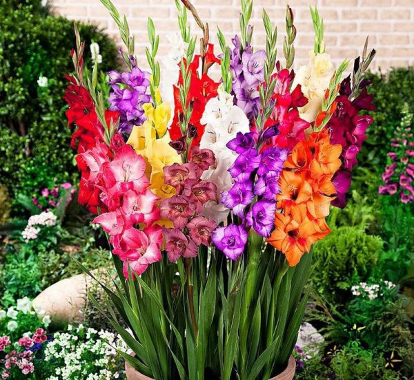 立冬时节适合养哪些球根花