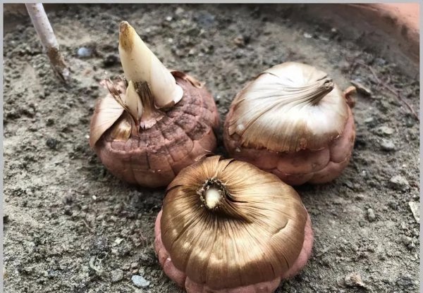 立冬时节适合养哪些球根花