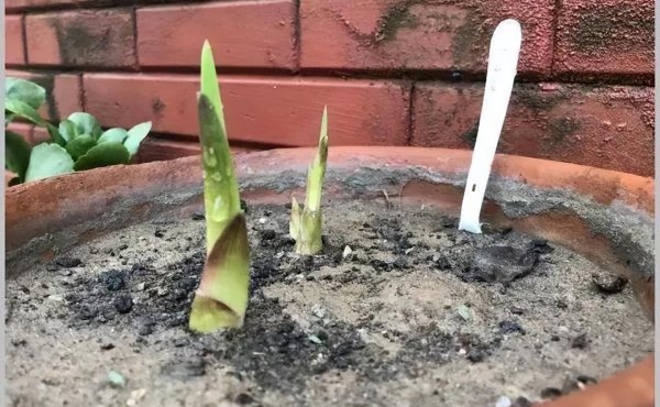 立冬时节适合养哪些球根花
