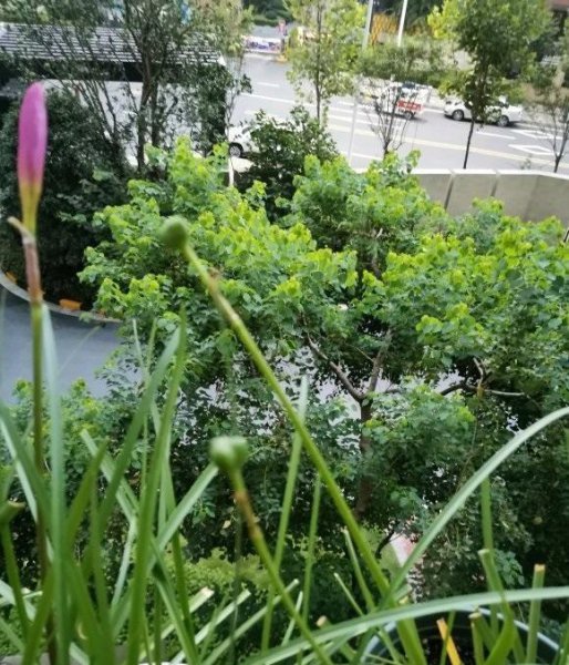风雨兰怎么养才能开爆盆