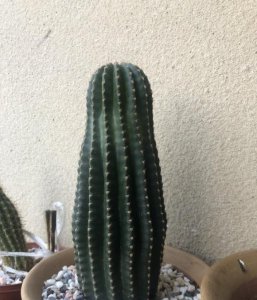 仙人球养多久才能开花 让仙人球开花的养护办法