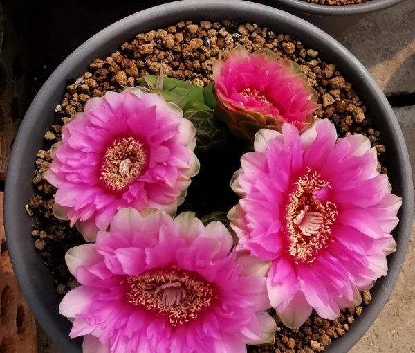 仙人球养多久才能开花