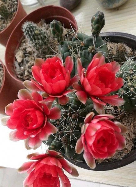 仙人球养多久才能开花