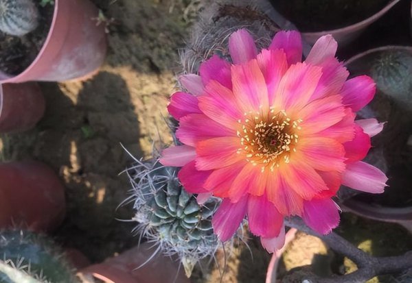 仙人球养多久才能开花