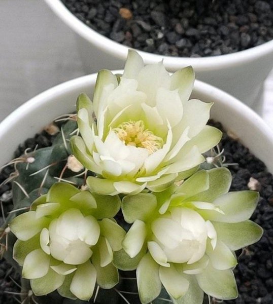 仙人球养多久才能开花