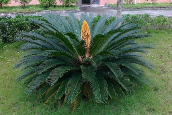 铁树怎么养才能开花