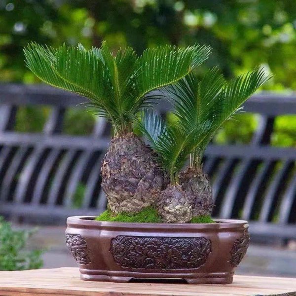 铁树怎么养才能开花