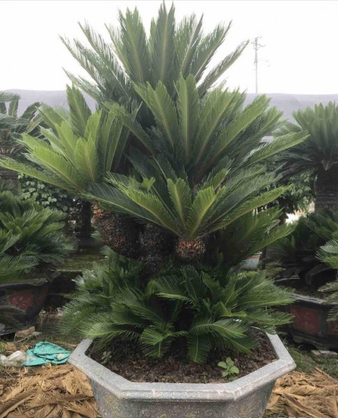 铁树怎么养才能开花