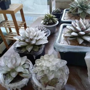 植物冻坏了还能活吗 植物被冻坏了怎么办