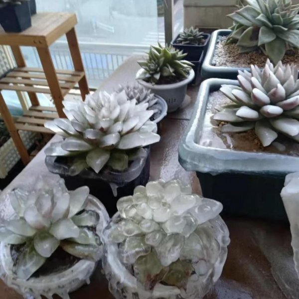 植物冻坏了还能活吗
