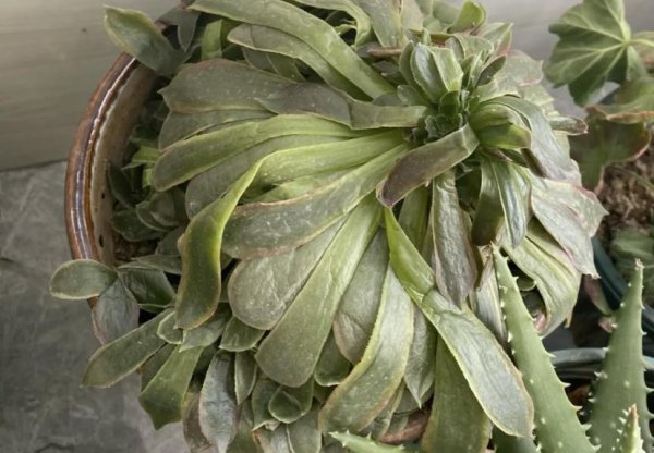 植物冻坏了还能活吗