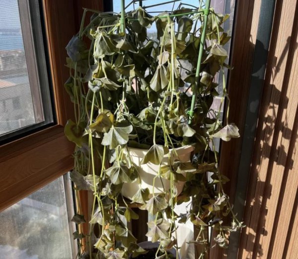 植物冻坏了还能活吗