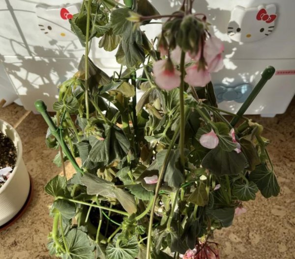 植物冻坏了还能活吗