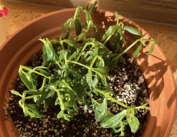 植物冻坏了还能活吗