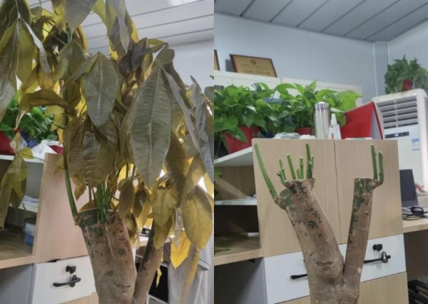 植物冻坏了还能活吗