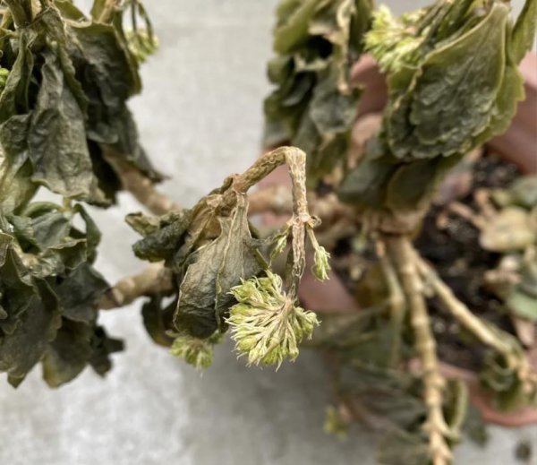 植物冻坏了还能活吗