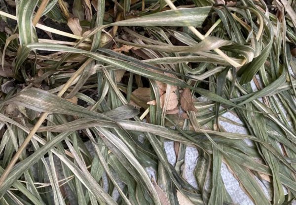 植物冻坏了还能活吗