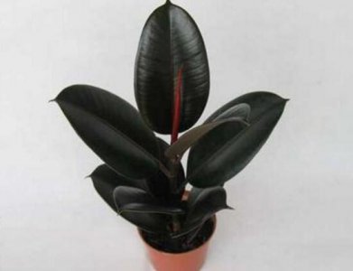 橡皮树的汁液有毒吗 室内养橡皮树注意事项