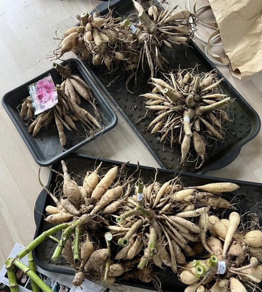 适合热天开花的花卉有哪些