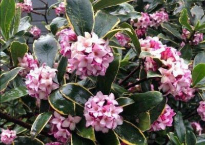 金边瑞香开花后怎么养护 有关金边瑞香花后养护技巧