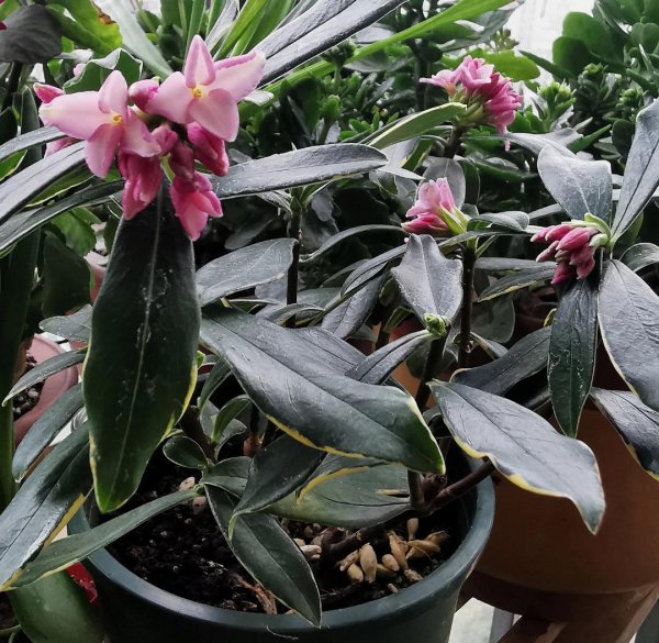 金边瑞香开花后怎么养护