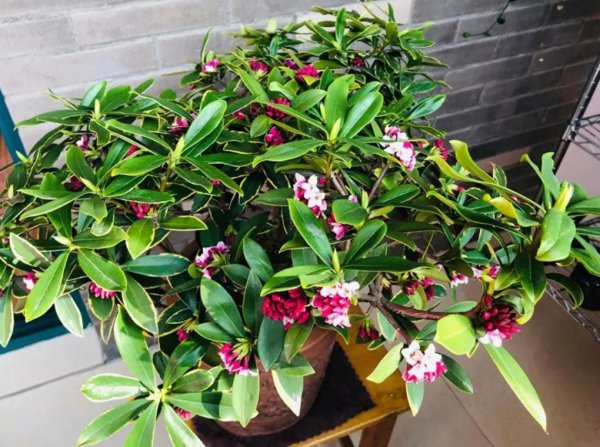 金边瑞香开花后怎么养护