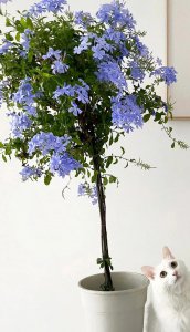 家庭养殖的花卉种有哪些花期较长 盘点适合家养3种花期长极受欢迎的花卉植物