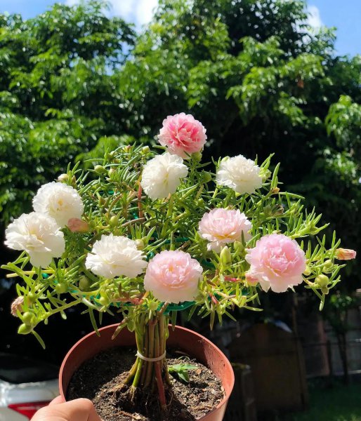 家庭养殖的花卉种有哪些花期较长
