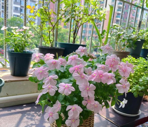 家庭养殖的花卉种有哪些花期较长