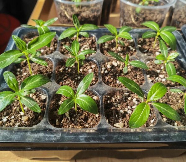 家庭养殖的花卉种有哪些花期较长