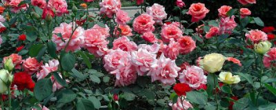 月季花6月份能移植吗 详解月季花移栽方法
