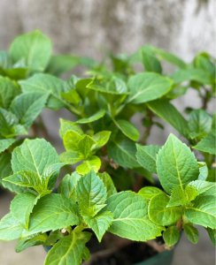 哪些花适合放在车里养 车内养花有哪些好处