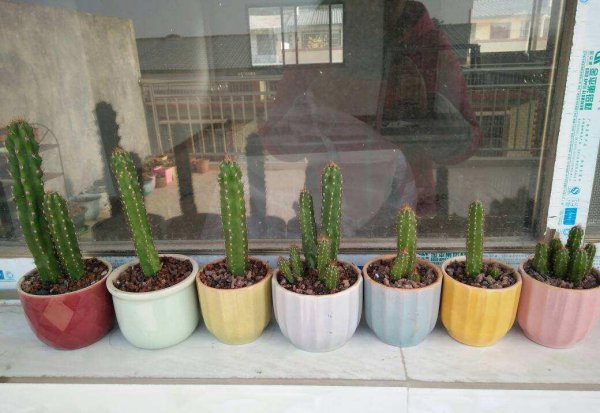 哪些花适合放在车里养
