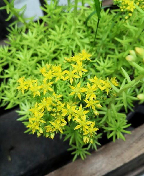 哪些花适合放在车里养