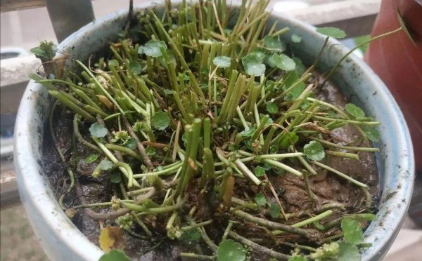 冻坏了的铜钱草怎么养才能再次开花