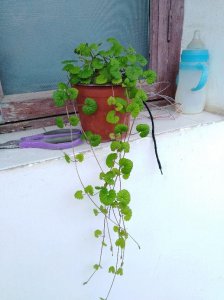活血丹有什么作用 山上常见的野草活血丹功效简介