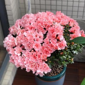 橘子皮养花有什么作用 详解橘子皮制作花肥方法