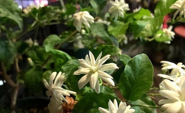 茉莉花有哪些养护技巧
