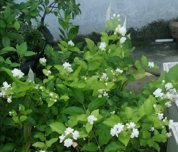 茉莉花有哪些养护技巧