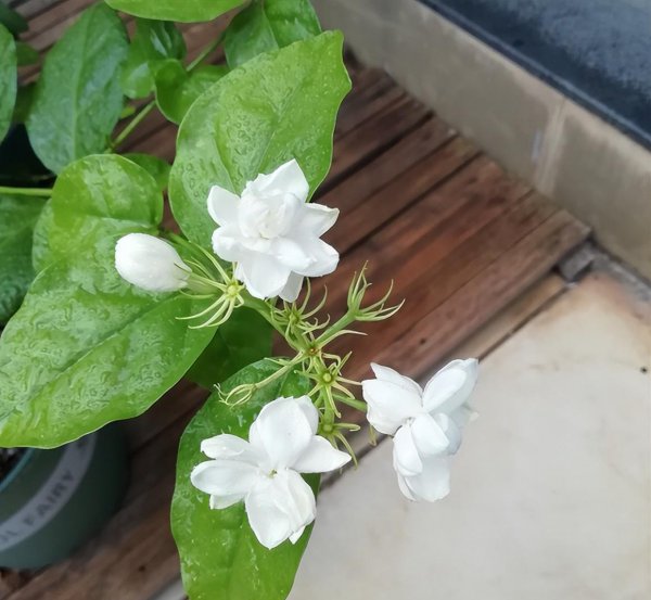 茉莉花有哪些养护技巧
