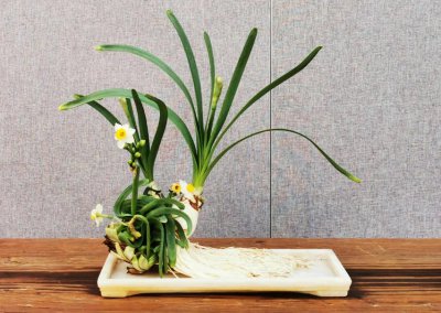 水仙花有毒吗 为何还有人养在室内呢