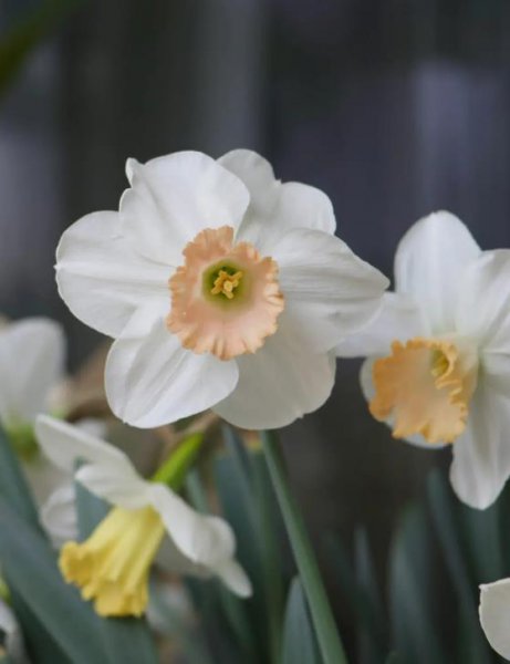 水仙花有毒吗